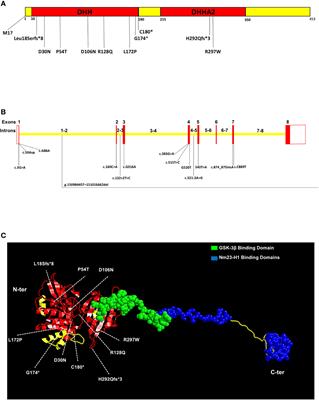 Functional Genomics of PRUNE1 in Neurodevelopmental Disorders (NDDs) Tied to Medulloblastoma (MB) and Other Tumors